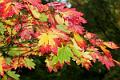 Japanese Maple